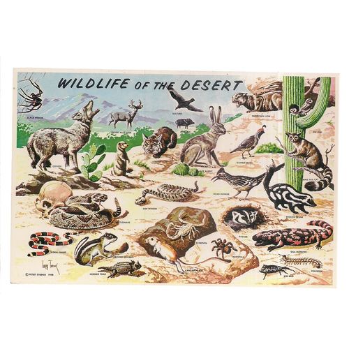 WILDLIFE OF THE DESERT, vintage unused postcard.. Southwestern Desert, Arizona