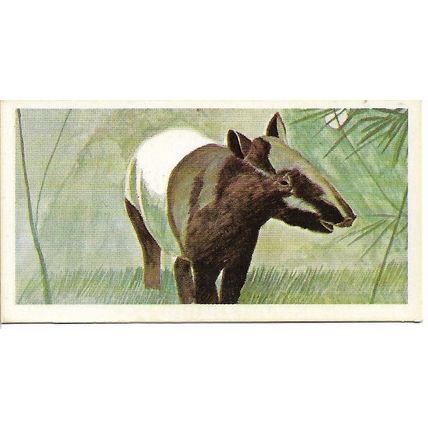 Vanishing Wildlife 1978 Brooke Bond Tea Card 15 - Malayan Tapir