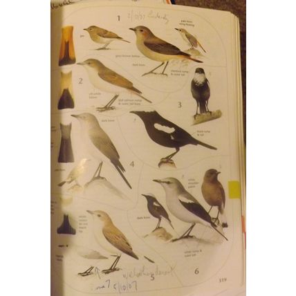 SASOL BIRDS OF SOUTHERN AFRICA (PB, GC, 2002)