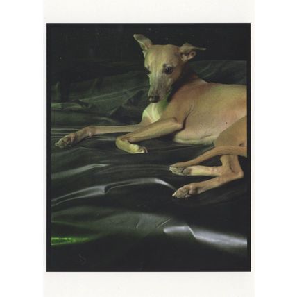 Liz Collins Whippet 2001 Posh Dog on Black Satin Award Photo Postcard