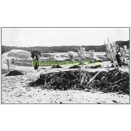Collecting Seaweed, Portugal, c1920, MODERN REPRODUCTION