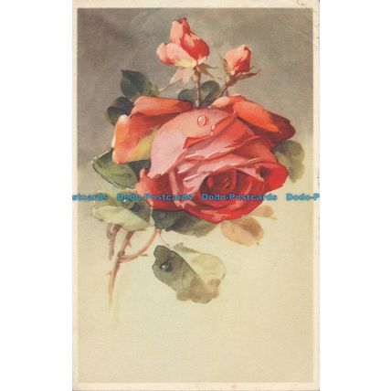R091544 Old Postcard. Rose