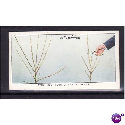 WILLS - 1938 GARDEN HINTS No 34 Pruning Young Apple Trees Mint