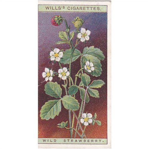 Wills Wild Flowers Card No. 39 Wild Strawberry