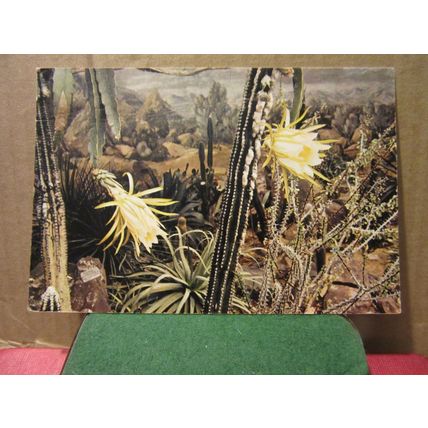CACTI, ROYAL BOTANIC GARDENS, KEW LONDON .. unused vintage postcard =