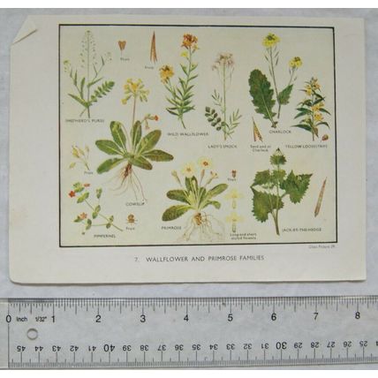 Coloured illustration: Wallflower & Primrose / Pea Families