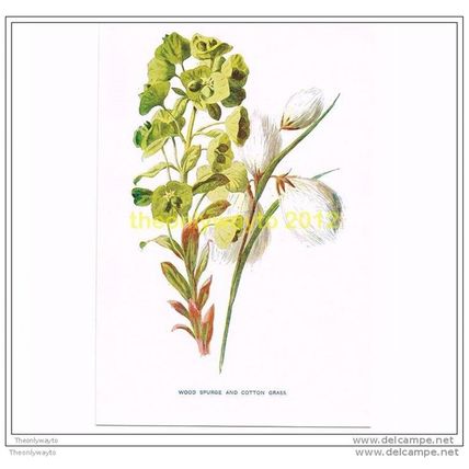 WOOD SPURGE AND COTTON GRASS, FROM FAMILIAR WILD FLOWERS, c1902, Illustration