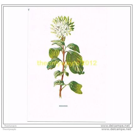 DOGWOOD, FROM FAMILIAR WILD FLOWERS, c1902, Book Illustration