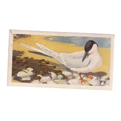 Roseate Tern..no 50..BIRD PORTRAITS Brooke Bond Tea Card 1957. vgc =