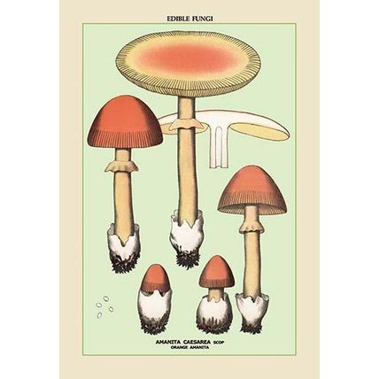 Edible Fungi: Orange Amanita 12 x 18 Poster