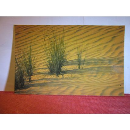 DESEERT GRASS, BAHRAIN unused postcard =