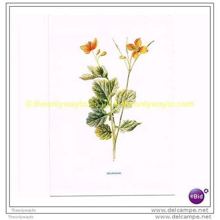 CELANDINE, Book Illustration, c1902