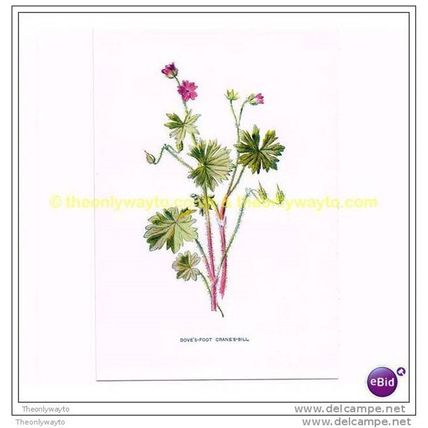 DOVE'S-FOOT CRANE'S-BILL, Book Illustration, c1902