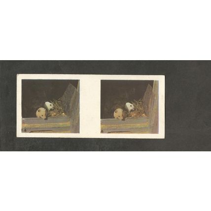 Weetabix 3D Cards 1961 Our Pets #17 Hamsters