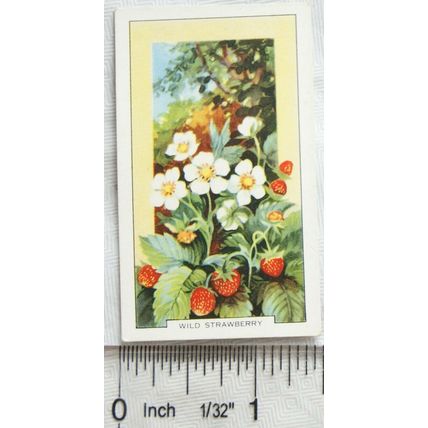 1939 Gallaher's Wild flowers No. 18 Wild Strawberry