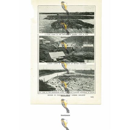 Canadian Great Lumber Industry, Canada, Book Illustration (Print), 1909