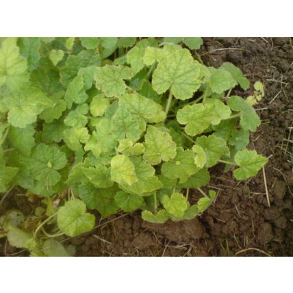 One Green Piggyback Plant House Plant posting barerooted at least 4 inches tall