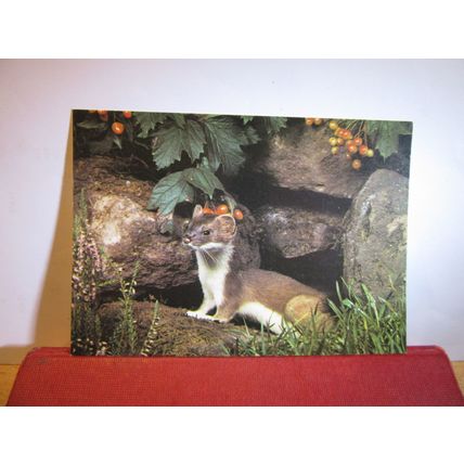 STOAT. COLLECTACARD postcard by J.Arthur Dixon KWA/22990 =