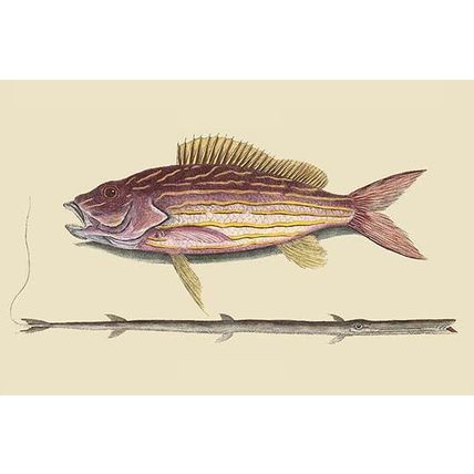Large Snapper & Tobacco Pipe Fish 12 x 18 Poster