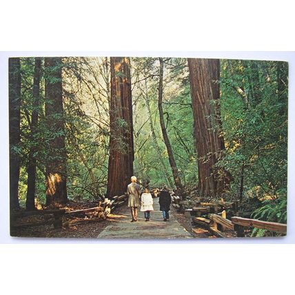 old postcard Muir Woods, Mill Valley, California
