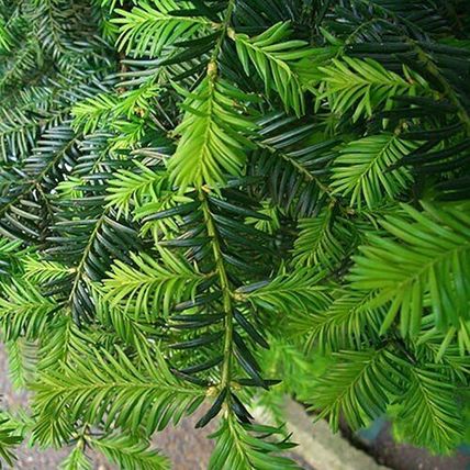 10 YEW TAXUS BACCATA TREE SAPLINGS 10-20CM - BARE ROOTED DUG TO ORDER WOODLAND