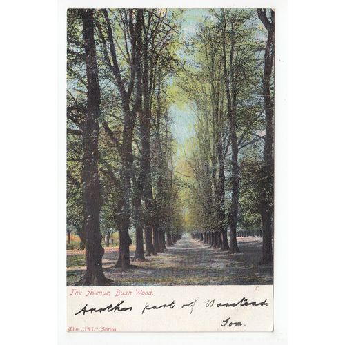 The Avenue Bushwood or Bush Wood Postcard Essex