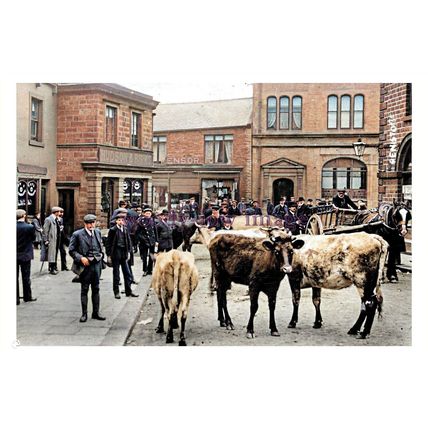 ptc3234 - Yorks. - Heifers for Sale, Cattle Market in Penistone - print 6x4