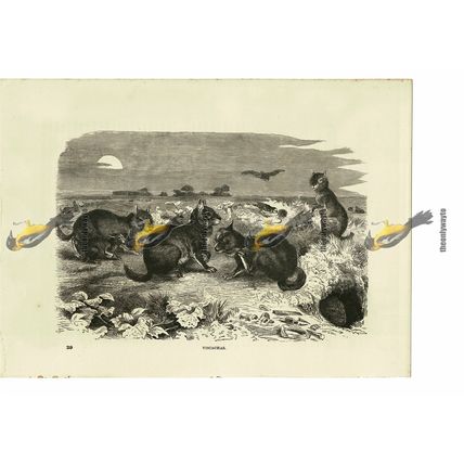 Viscachas (Chinchilla Family), Book Illustration (Print), 1884