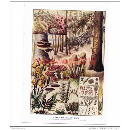 Types of Plant Life, Book Illustration (Print), c1907