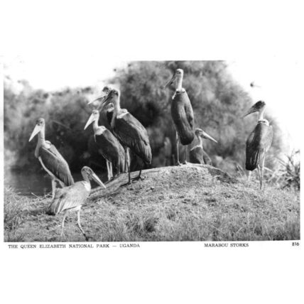 Uganda Marabou Storks National Park Birds African Real Photo Postcard