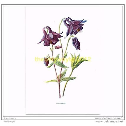 COLUMBINE, FROM FAMILIAR WILD FLOWERS, c1902, Book Illustration