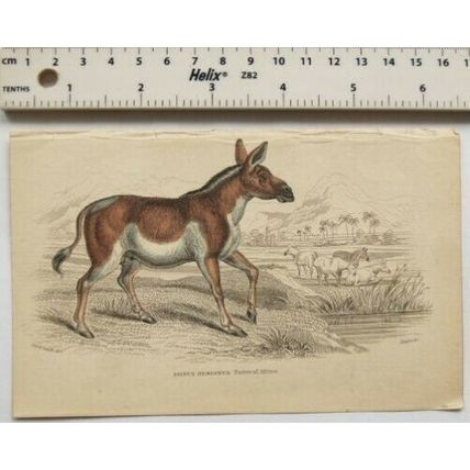 c1840s hand-coloured engraving - Asinus Hemionus, Africa