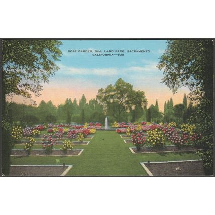 Rose Garden, William Land Park, Sacramento, California, c.1940 - Spangler PC