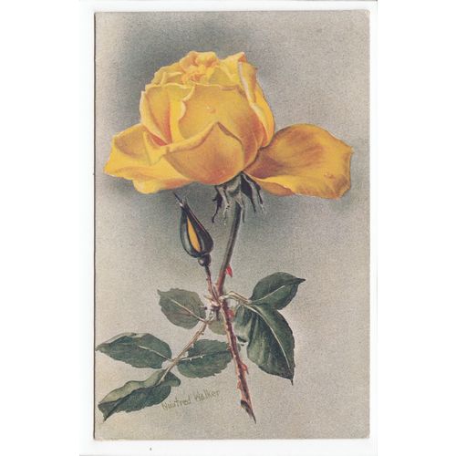 Roses Flowers Artist Signed Winifred Walker Art Postcard 1225