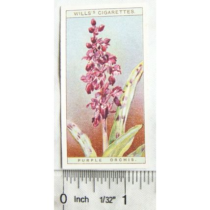 1923 Wills, Wild Flowers No. 25 Purple Orchis