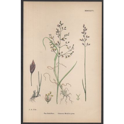 GLAUCOUS MEADOW-GRASS 1872 John Edward Sowerby PLANT PRINT