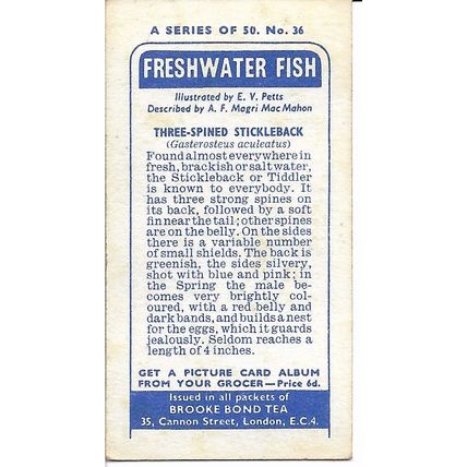 Freshwater Fish 1960 Brooke Bond Tea Card 36 - Three-Spined Stickleback
