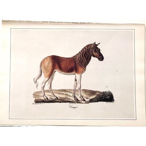 Quagga Horse Antique Print Engraving Werner 1824 Poster Animal Art Decor Gift