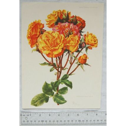 1959 Amateur Gardening illustration: Floribunda Rose, Circus