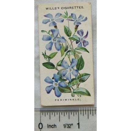 1910 Wills Old English Garden Flowers No. 20 Periwinkle