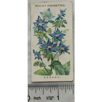 1910 Wills Old English Garden Flowers No. 17 Borage