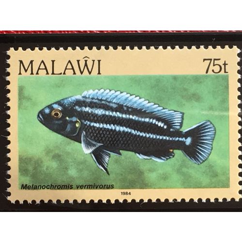 Malawi 1984 75t Purple Mbuna Unmounted Mint NHM SG 699 Sc 438 Fish Postage Stamp