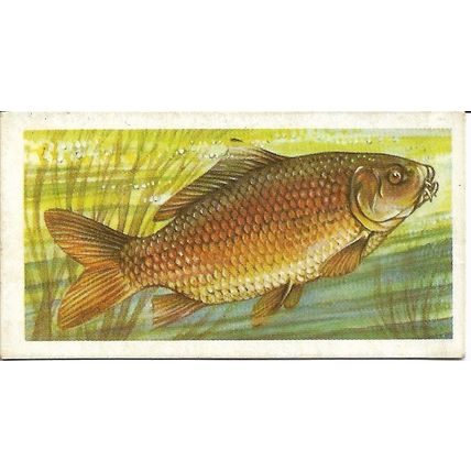 Freshwater Fish 1960 Brooke Bond Tea Card 3 - Common Carp