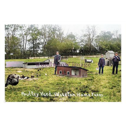 ptc3049 - Notts. - The Poultry Yard on Wiseton Home Turkey Farm - print 6x4
