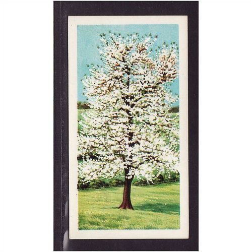 Brooke Bond Tea Card, Trees in Britain, no.21 Wild Cherry