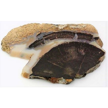 Petrified Wood 6 Natural Gemstone Slab Lapidary Cabbing Rough