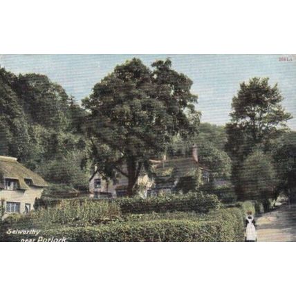 Selworthy near Porlock Somerset Postcard posted 1906 VGC