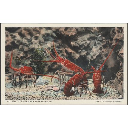 Spiny Lobsters, New York Aquarium, 1937 - Curt Teich Postcard