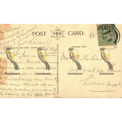 New Walk & Town Museum, Leicester, GD & DL Postcard, 1908