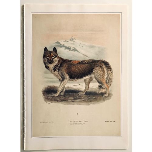 Esquimaux Dog HUSKY 1890 antique Print Lithograph Animal Art Decor Orig to frame